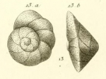 Rotalia rosea d'Orbigny in Guérin-Méneville, 1832