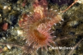 Polychaeta (bristle worms)