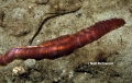 Polychaeta (bristle worms)