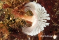 Polychaeta (bristle worms)