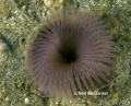 Polychaeta (bristle worms)