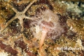 Polychaeta (bristle worms)