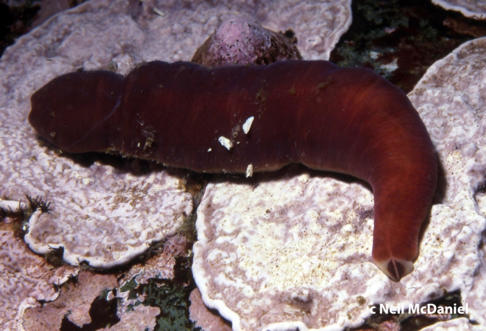 Amphiporus bimaculatus