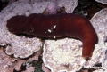 Nemertea (ribbon worms)