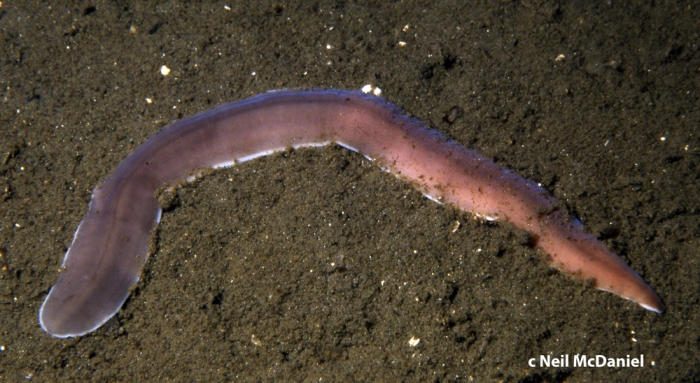 Cerebratulus californiensis Cerebratulus californiensis