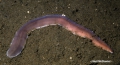 Nemertea (ribbon worms)
