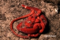 Nemertea (ribbon worms)