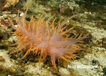 Nudibranchia