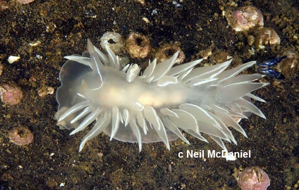 Dirona albolineata Dirona albolineata