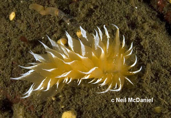 Dirona pellucida Dirona pellucida