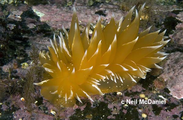 Dirona pellucida Dirona pellucida