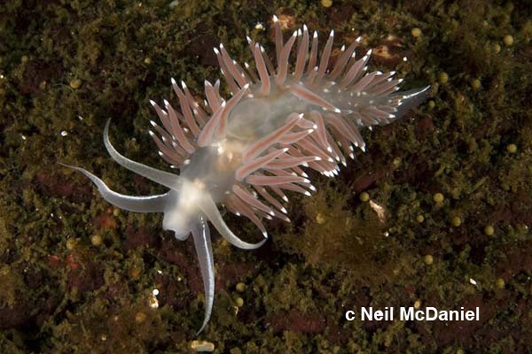 Flabellina trophina