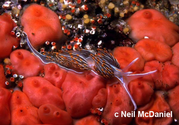 Hermissenda crassicornis Hermissenda crassicornis