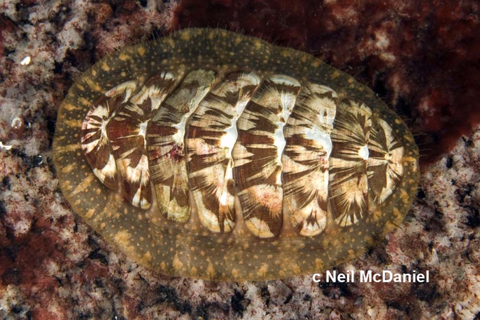 Mopalia lignosa Mopalia lignosa