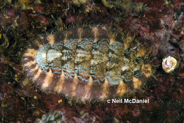 Mopalia spectabilis Mopalia spectabilis