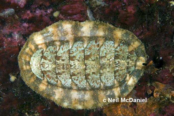 Mopalia swanii Mopalia swanii