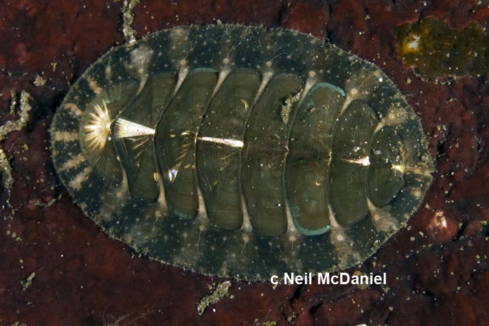 Mopalia vespertina Mopalia vespertina