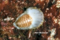 Mollusca (molluscs)