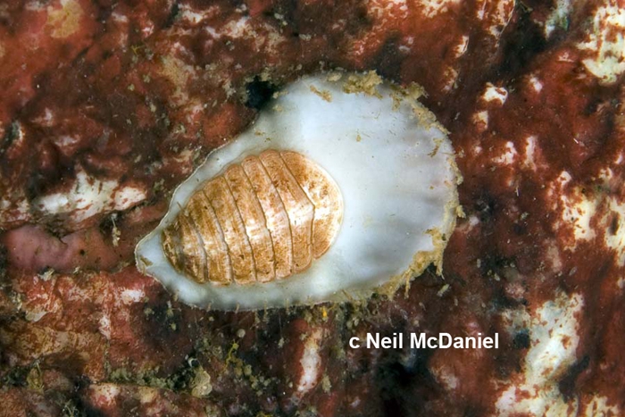 Placiphorella rufa Placiphorella rufa