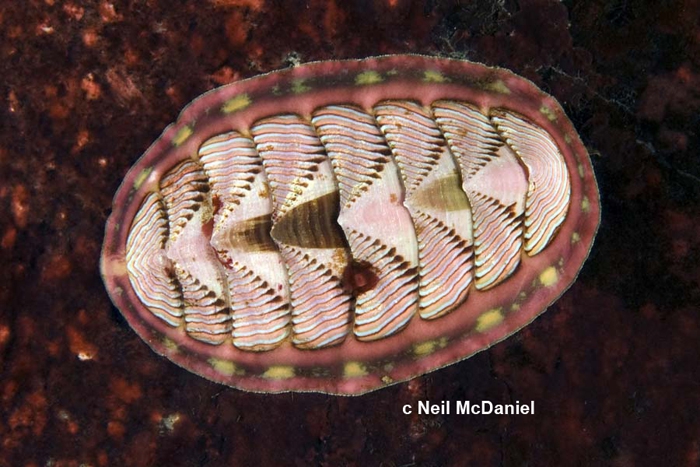 Tonicella lineata Tonicella lineata