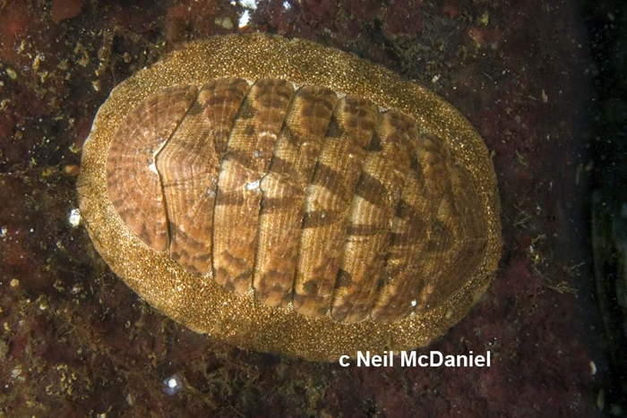 Tripoplax trifida Tripoplax trifida