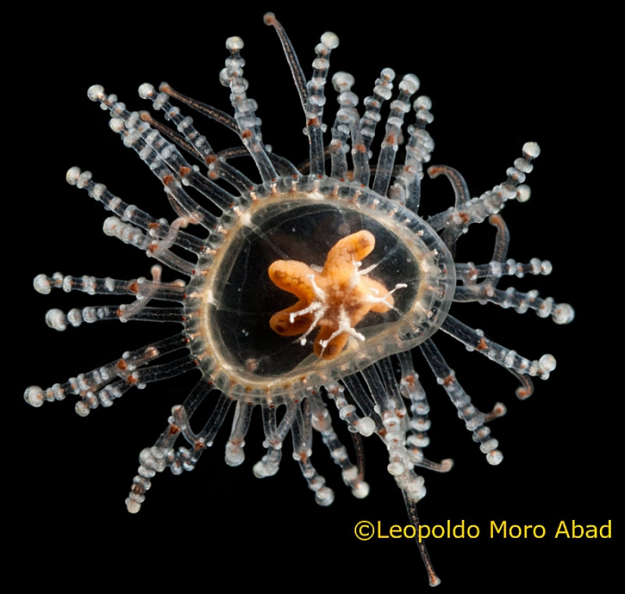 Staurocladia portmanni, from Ceuta, 8-10 mm in diameter