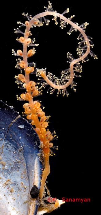 Monocoryne bracteata, from Kamcatka Peninsula Monocoryne bracteata, from Kamcatka Peninsula