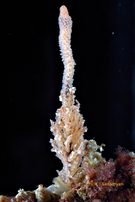 Candelabrum phrygium from Kamchatka