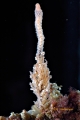 Hydrozoa (hydroids)