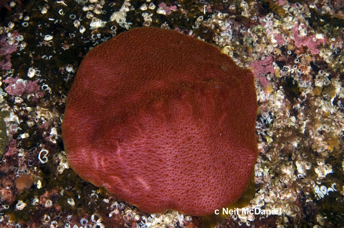 Cryptochiton stelleri Cryptochiton stelleri