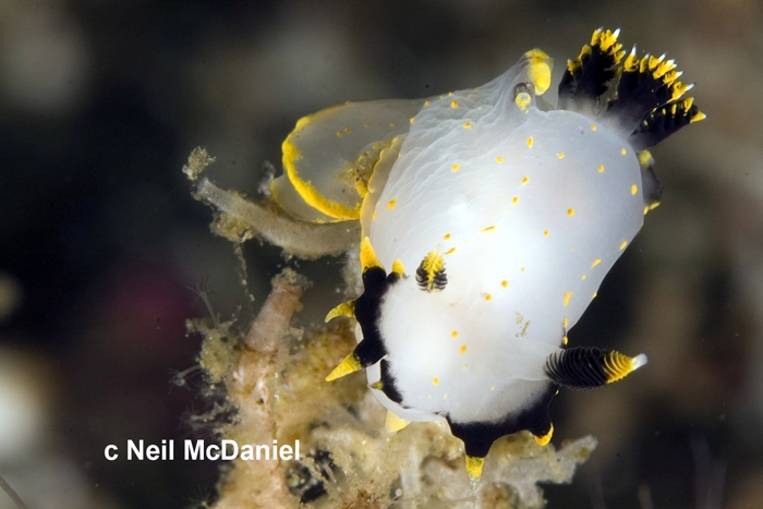 Polycera tricolor Polycera tricolor