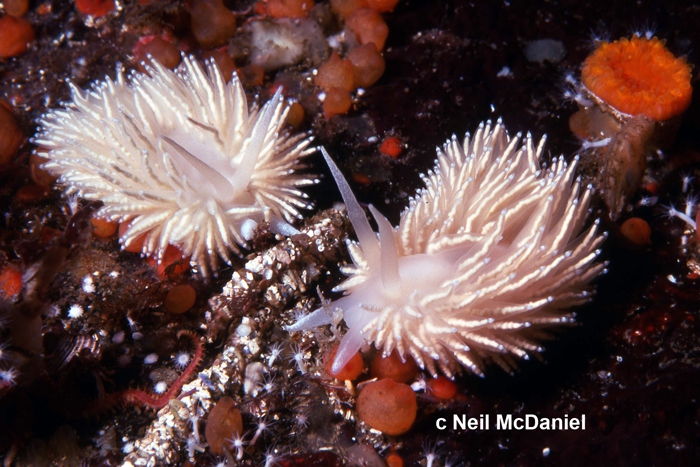 Flabellina japonica