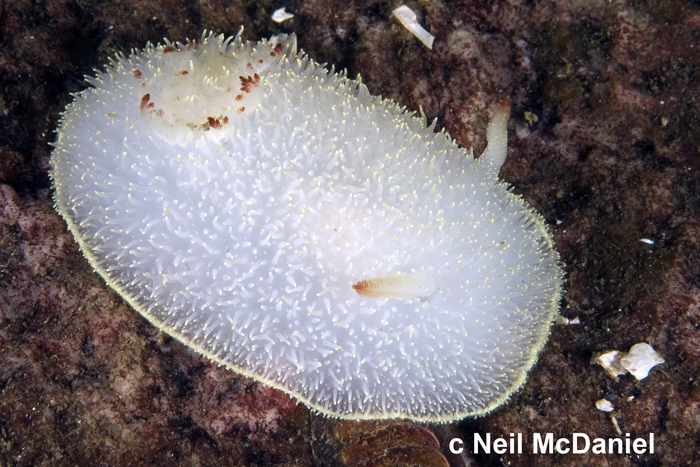 Acanthodoris nanaimoensis