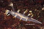 Nudibranchia