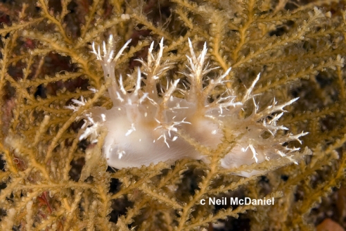 Dendronotus dalli