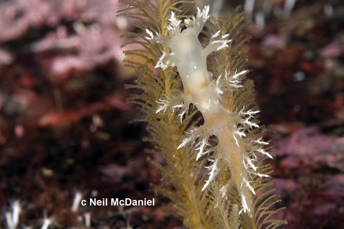 Dendronotus kamchaticus Dendronotus kamchaticus