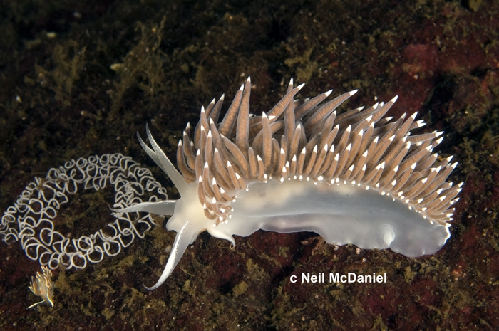 Flabellina trophina