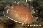 Nudibranchia