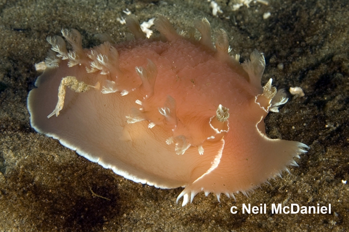 Tritonia exsulans Tritonia exsulans