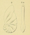 Cristellaria cadomensis d'Orbigny, 1850