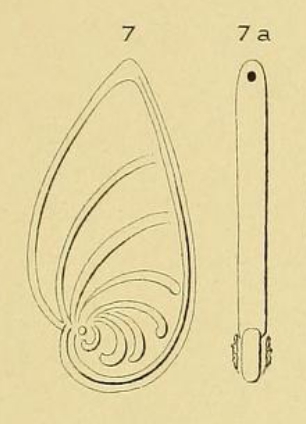 Cristellaria lamellosa d'Orbigny, 1850