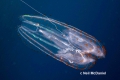 Ctenophora (sea gooseberries)