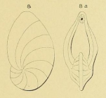 Cristellaria gibba d'Orbigny, 1839
