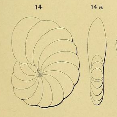 Cristellaria fleuriausa d'Orbigny, 1850 Cristellaria fleuriausa d'Orbigny, 1850