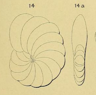 Cristellaria fleuriausa d'Orbigny, 1850