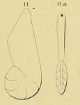 Chromista - Foraminifera (foraminifers)