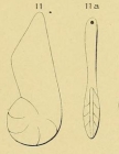 Cristellaria lituus d'Orbigny, 1850