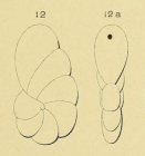 Cristellaria rawackensis d'Orbigny in Fornasini, 1904