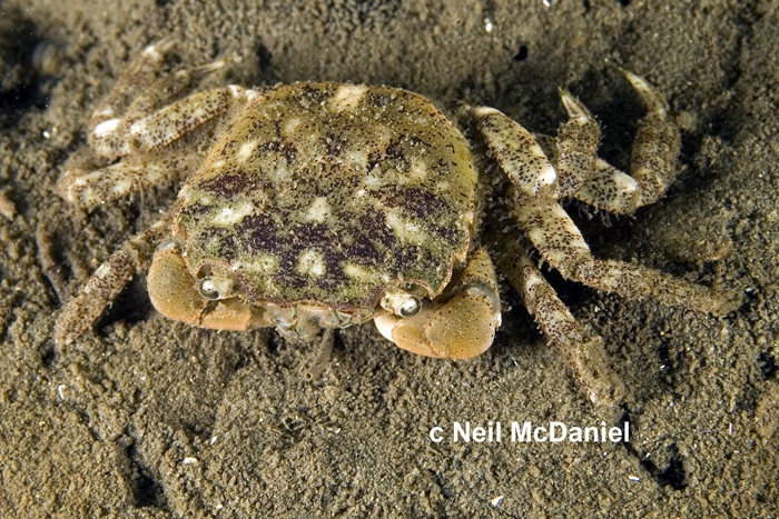 Hemigrapsus oregonensis