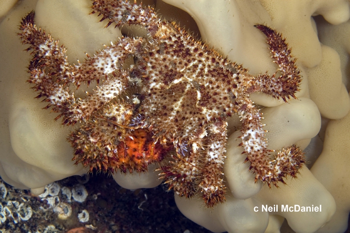 Acantholithodes hispidus Acantholithodes hispidus